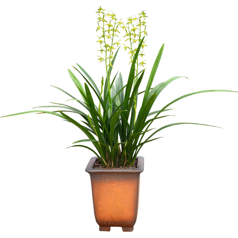 Live Orchid Plant Live Cymbidium sinense-Bai mo-白墨-Bare Root with Buds