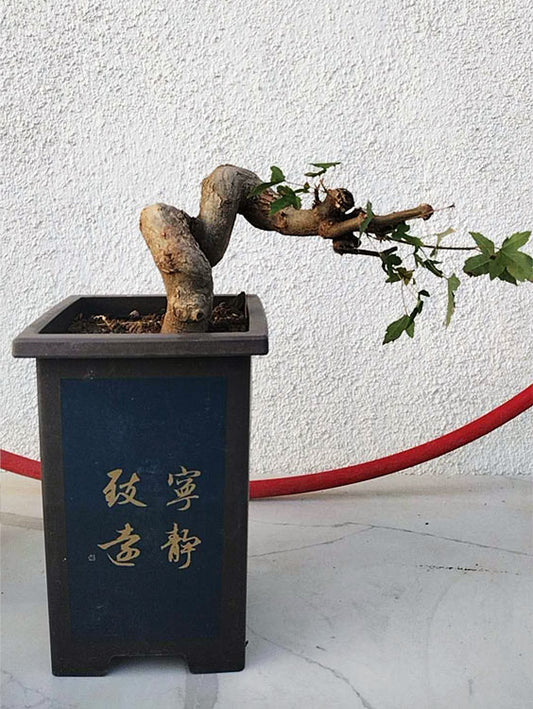 Trident Maple Bonsai - Fiery Red Fall Colors, Old Style Nebari with pot
