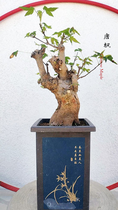 Trident Maple Bonsai - Fiery Red Fall Colors, Old Style Nebari with pot CYMUS Nurery