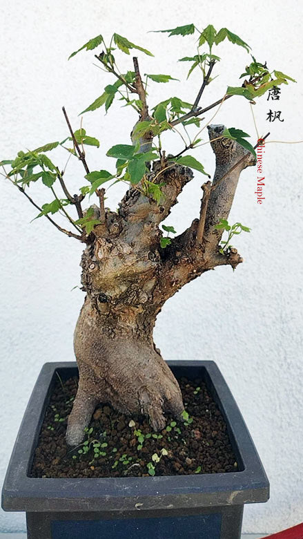 Trident Maple Bonsai - Fiery Red Fall Colors, Old Style Nebari with pot CYMUS Nurery