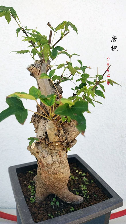 Trident Maple Bonsai - Fiery Red Fall Colors, Old Style Nebari with pot CYMUS Nurery
