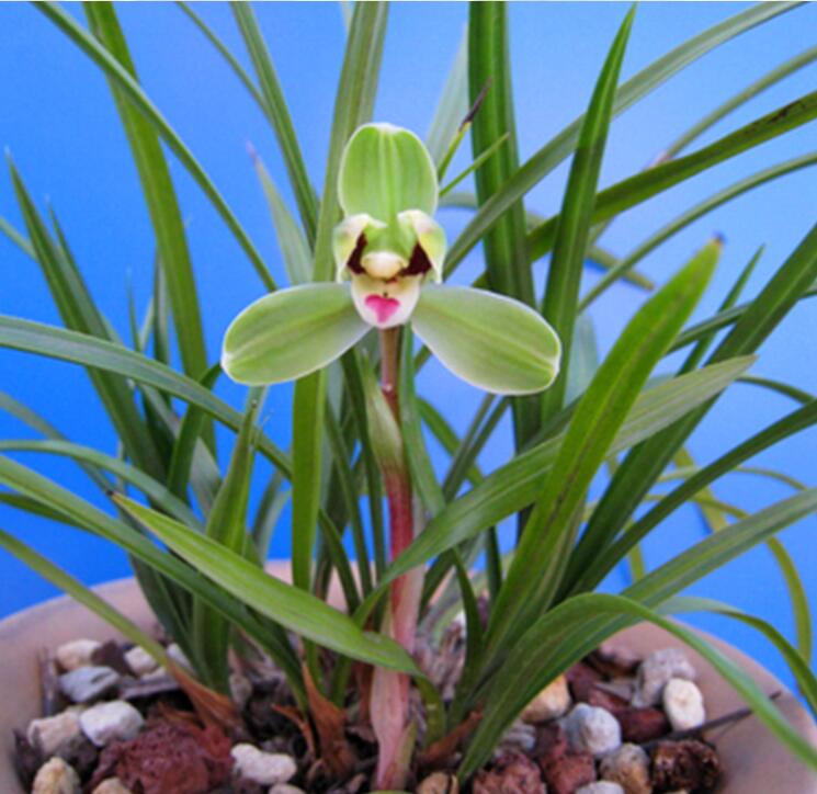 Cymbidium Orchid Goeringii XiaoDaMei 小打梅 Bare Foot without buds 国兰