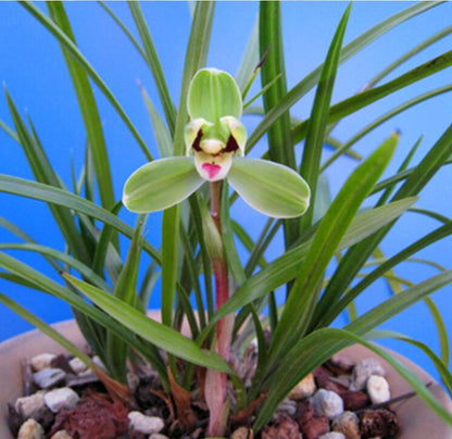 Cymbidium Orchid Goeringii XiaoDaMei 小打梅 Bare Foot without buds 国兰