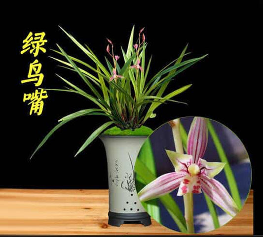 Cymbidium Ensifolium LvNiaoZui 绿鸟嘴 Orchids Perfect for Windowsills or Indoors