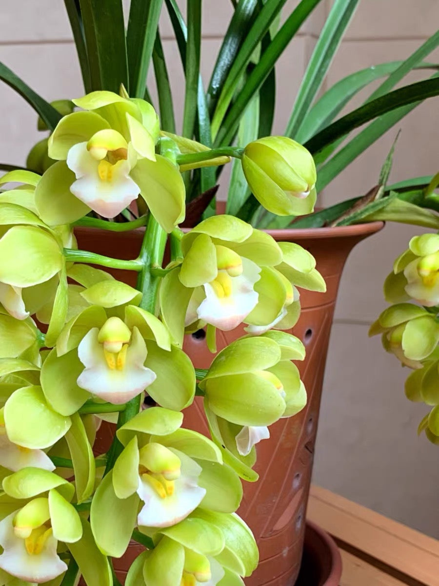 Live Cymbidium Ensifolium 绿宝石 Orchids Perfect for Windowsills or Indoors-Shipped With buds-Emerald 建兰