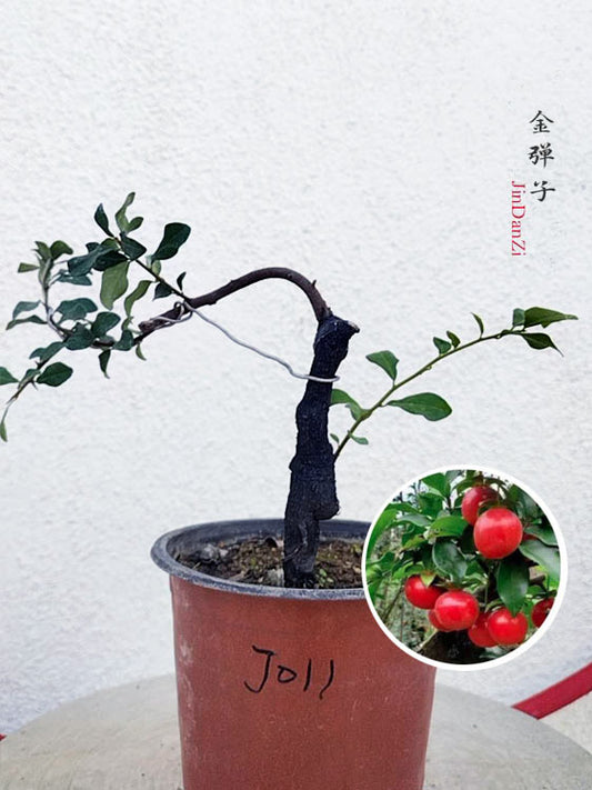 Female Diospyros armata J011 | Stump Bonsai CYMUS Cymbidium Orchids Plum Blossom Bonsai Sale
