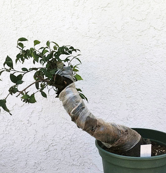 Potted plant with a large plastic tube attached against a white wall