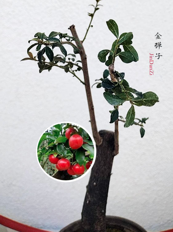 Female Diospyros armata J012 金弹子 Stump Bonsai Evergreen JinDanZi CYMUS Cymbidium Orchids Plum Blossom Bonsai Sale