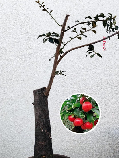 Female Diospyros armata J012 金弹子 Stump Bonsai Evergreen JinDanZi CYMUS Cymbidium Orchids Plum Blossom Bonsai Sale