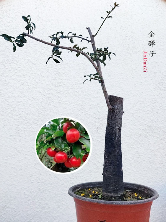 Female Diospyros armata J012 金弹子 Stump Bonsai Evergreen JinDanZi CYMUS Cymbidium Orchids Plum Blossom Bonsai Sale