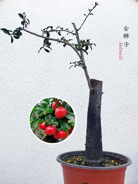Female Diospyros armata J012 金弹子 Stump Bonsai Evergreen JinDanZi CYMUS Cymbidium Orchids Plum Blossom Bonsai Sale