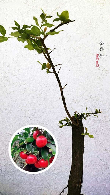 Diospyros armata Bonsai 金弹子 evergreen JinDanZi  stump bonsai