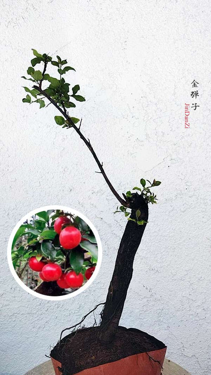 Diospyros armata Bonsai 金弹子 evergreen JinDanZi  stump bonsai