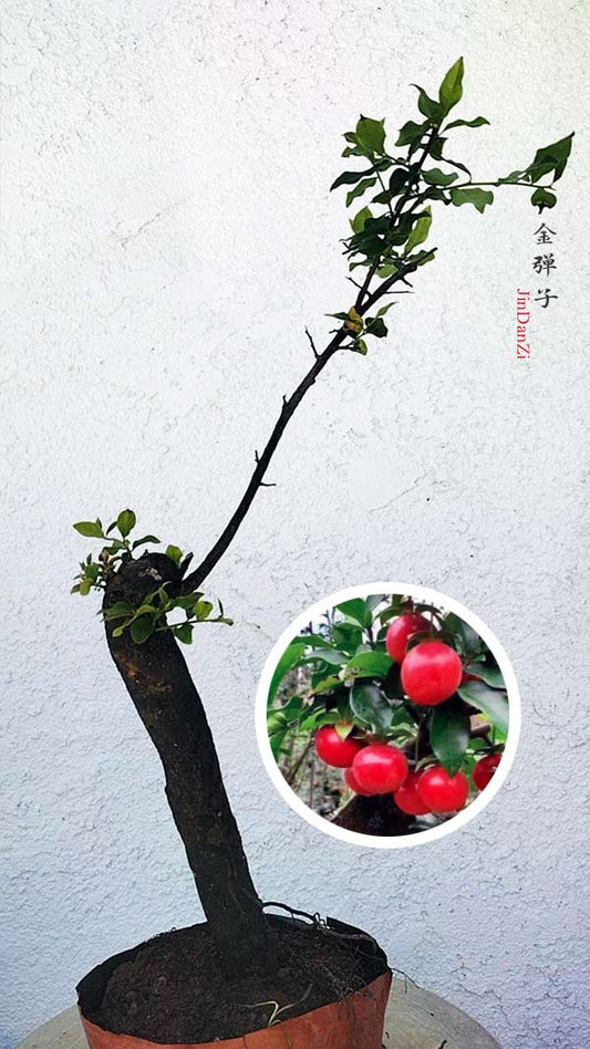 Diospyros armata Bonsai 金弹子 evergreen JinDanZi  stump bonsai