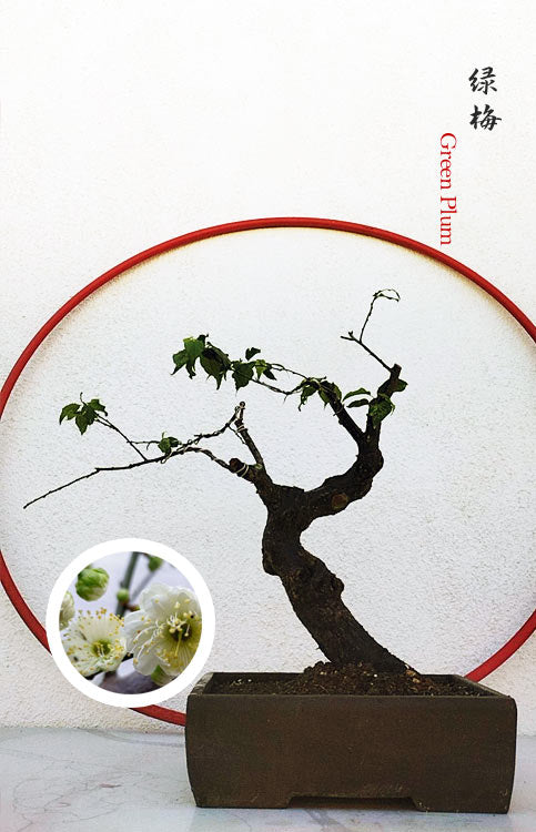 Rare Green Plum Bonsai Japanese Apricot (Prunus mume) with pot – 15+ Year Old Ume Tree CYMUS Nurery