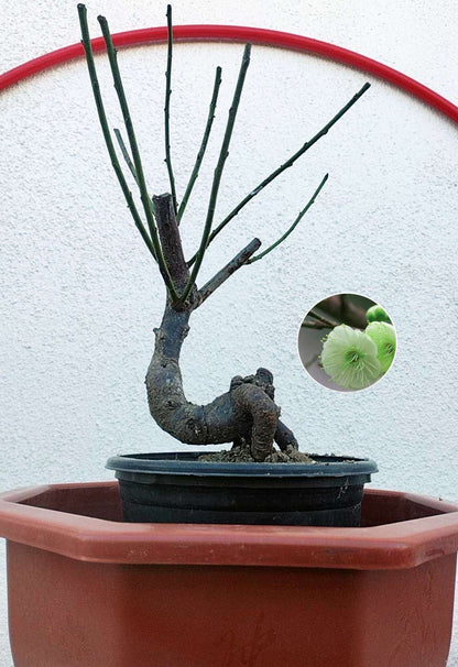Rare Green Japanese Apricot Bonsai (Prunus mume) – 5+ Year Old with Buds