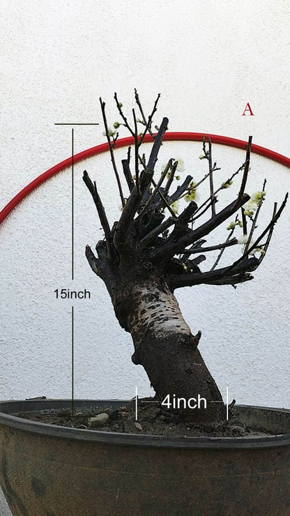 Rare Green Calyx Japanese Apricot Bonsai (Prunus mume) – 25+ Year Old with Flower Buds