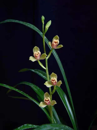 Noble Orchid Live Cymbidium Ensifolium 'Xia Huang Mei' 夏皇梅 Bare Root and Shipped With Flowers 建兰