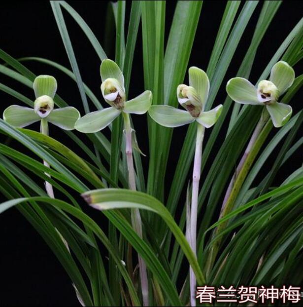 Cymbidium Orchid Goeringii HeShenMei 贺神梅 Bare Root 春兰老八种之一 CYMUS Nursery
