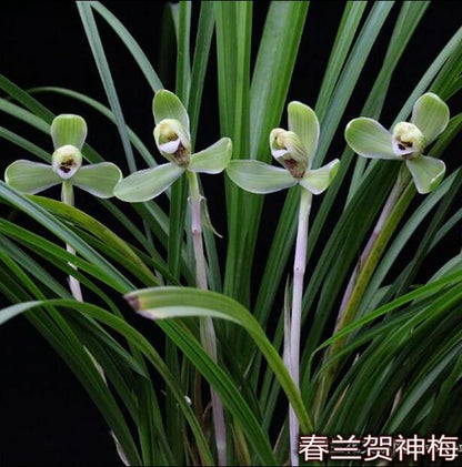 Cymbidium Orchid Goeringii HeShenMei 贺神梅 Bare Root 春兰老八种之一 CYMUS Nursery