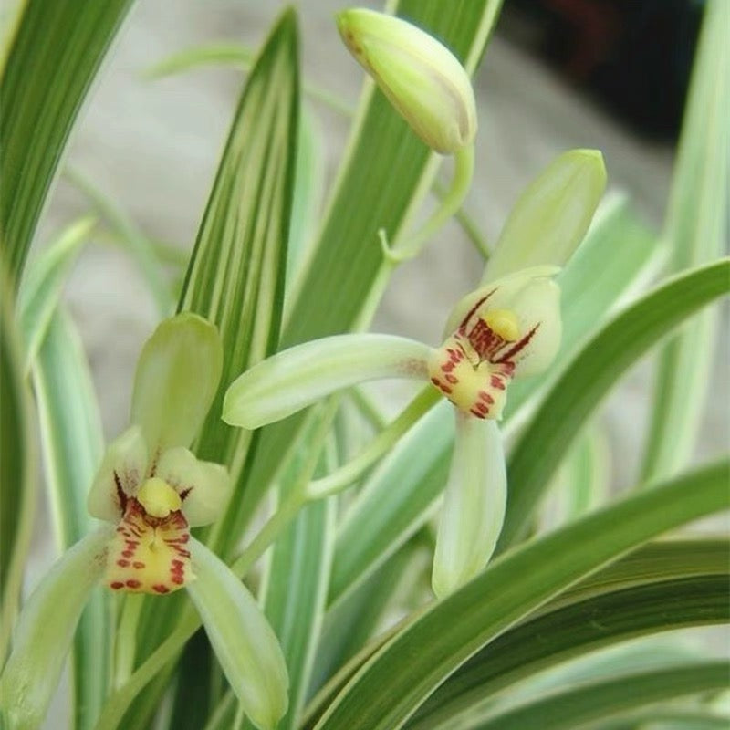 Live Cymbidium Ensifolium 峨眉玄 Orchids Perfect for Windowsills or Indoors-Shipped Without Flowers-EMeiXian 建兰