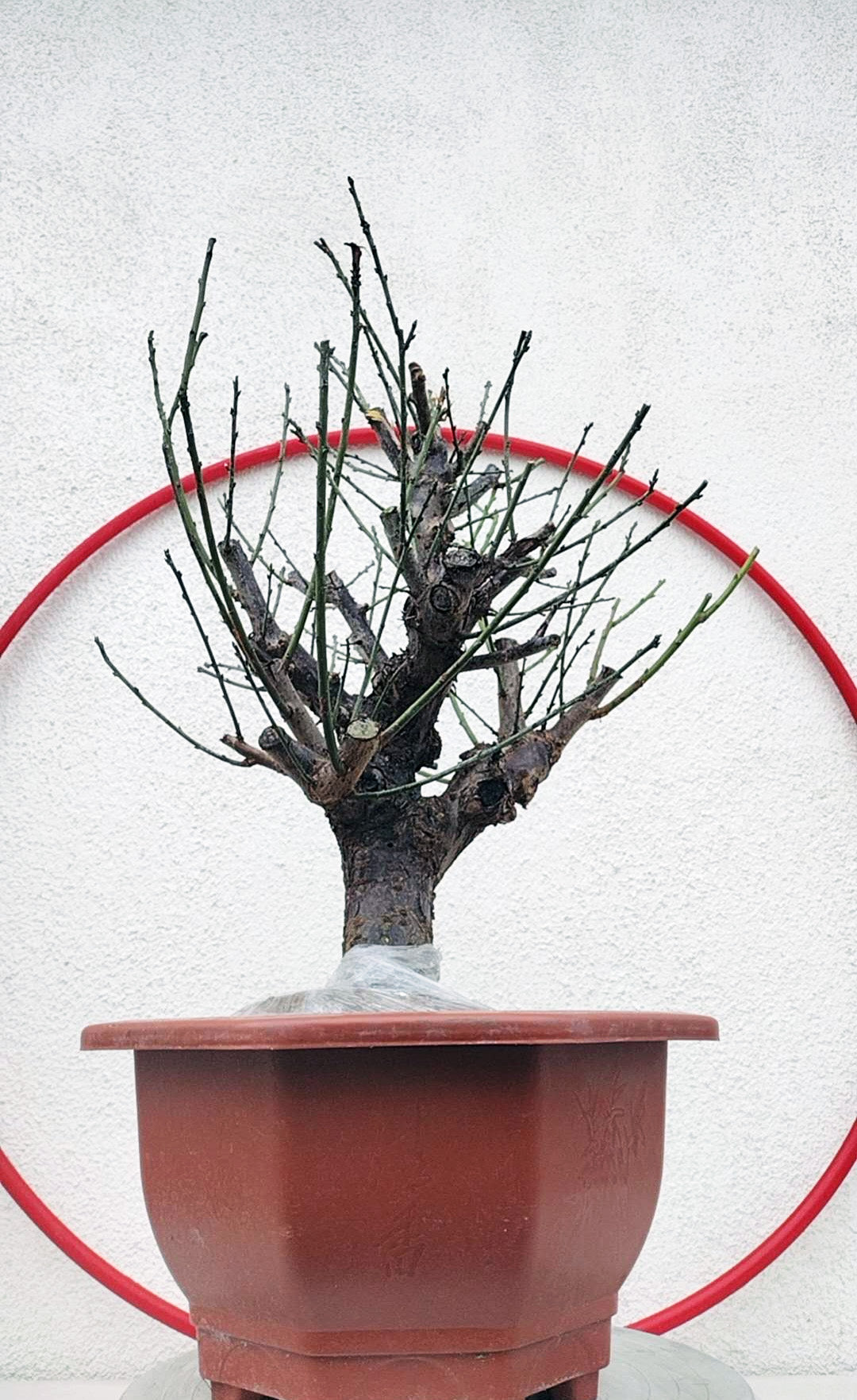 Rare Red white Japanese Apricot Bonsai (Prunus mume) 15+ year old Double Color Grafted
