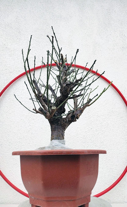 Rare Red white Japanese Apricot Bonsai (Prunus mume) 15+ year old Double Color Grafted