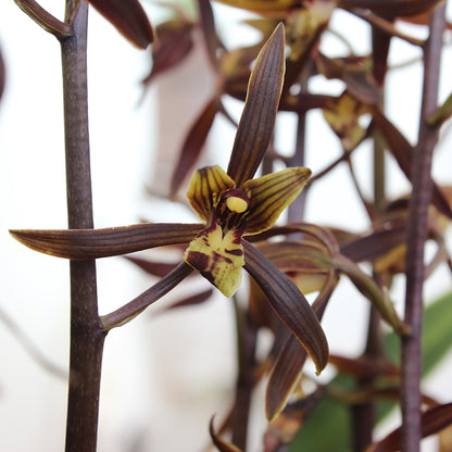 Live Orchid Plant Live Cymbidium sinense-Qi Hei-企黑-Bare Root with Buds