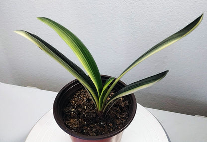 Variegated Clivia  君子兰 彩兰  黑武士 Black Warrior Mandarin Duck with pot