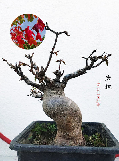 Trident Maple Bonsai - Fiery Red Fall Colors, Old Style Nebari with pot