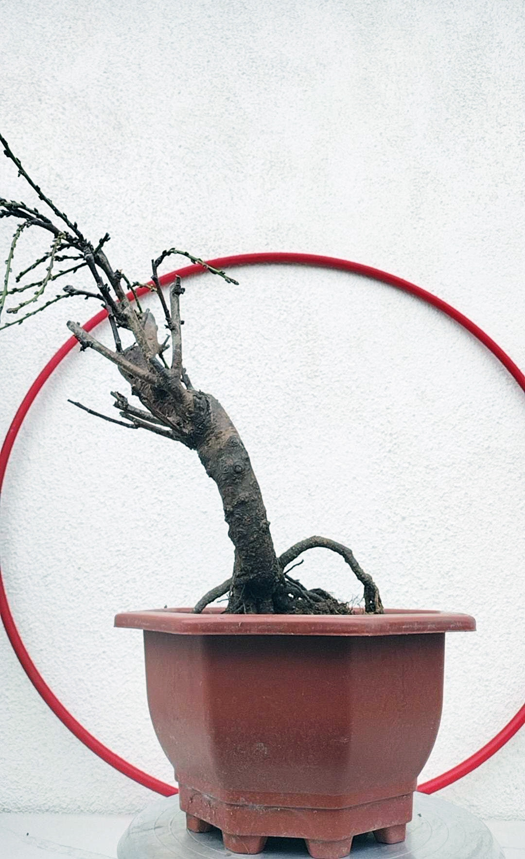 Rare Mandarin Duck Japanese Apricot Bonsai (Prunus mume) – 10+ Year Old with Flower Buds