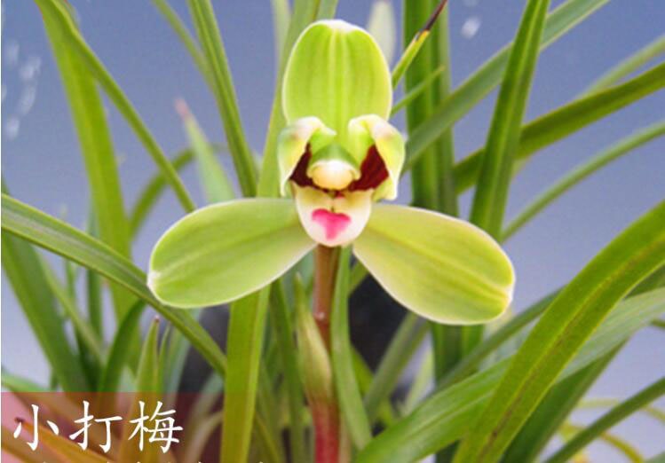 Cymbidium Orchid Goeringii XiaoDaMei 小打梅 Bare Foot without buds 国兰
