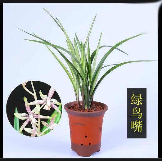 Cymbidium Ensifolium LvNiaoZui 绿鸟嘴 Orchids Perfect for Windowsills or Indoors