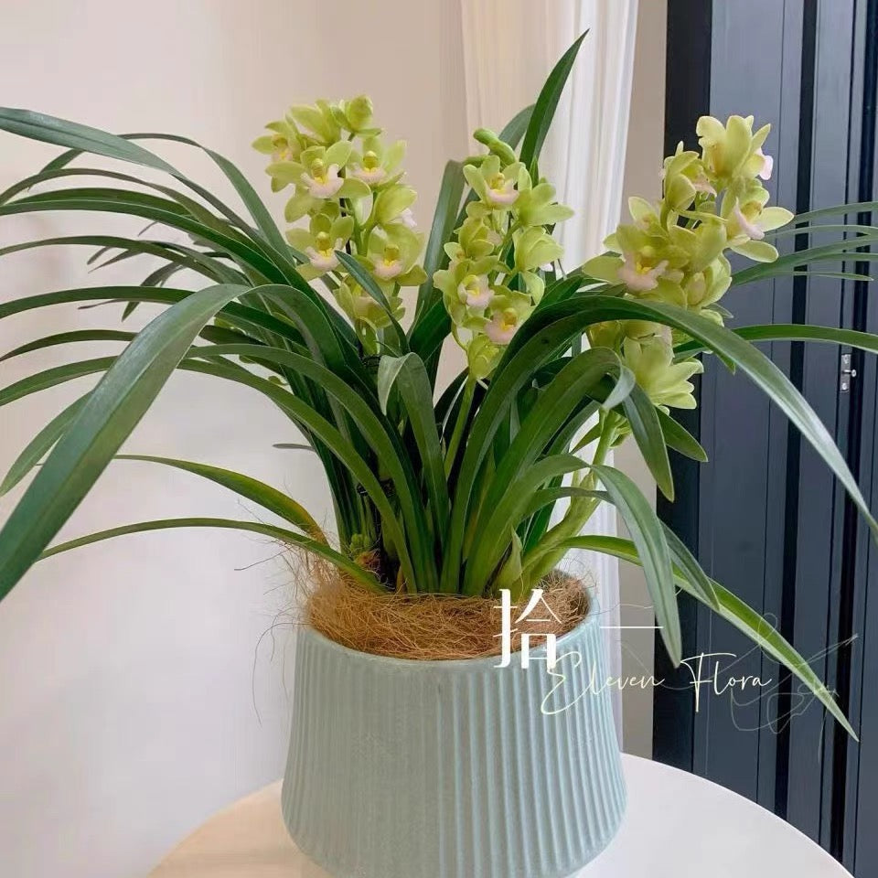 Live Cymbidium Ensifolium 绿宝石 Orchids Perfect for Windowsills or Indoors-Shipped With buds-Emerald 建兰