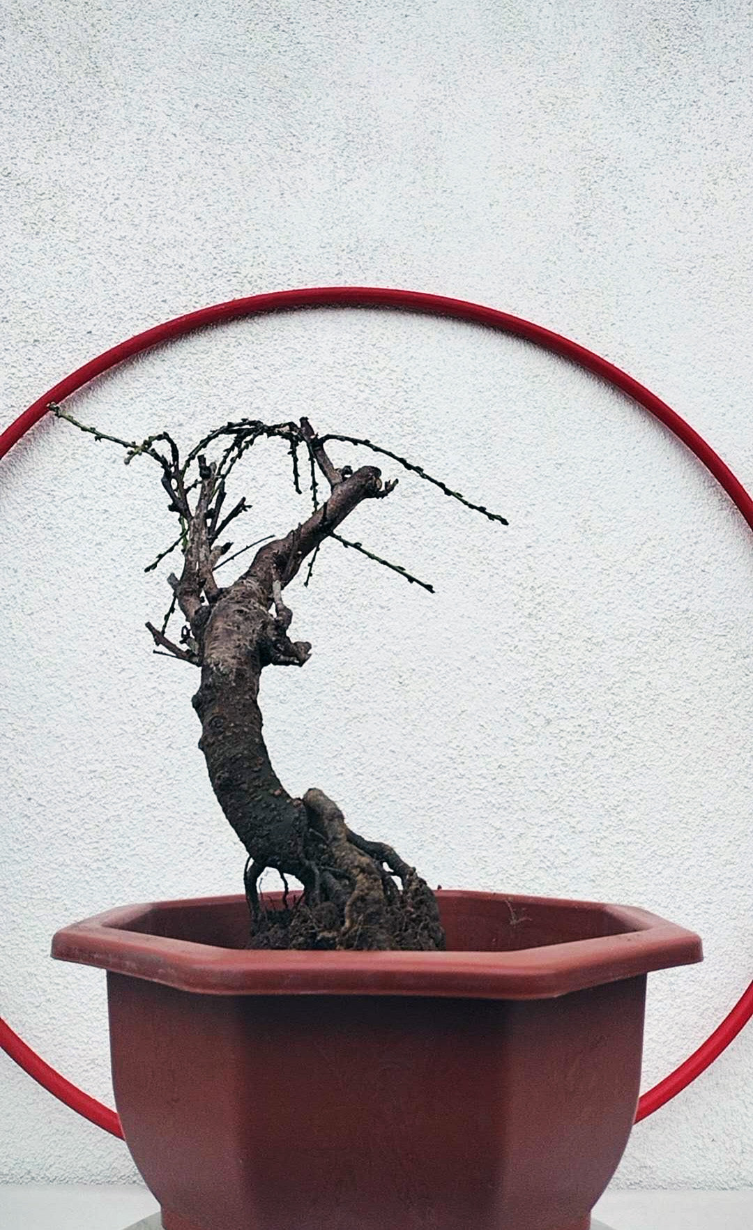 Rare Mandarin Duck Japanese Apricot Bonsai (Prunus mume) – 10+ Year Old with Flower Buds