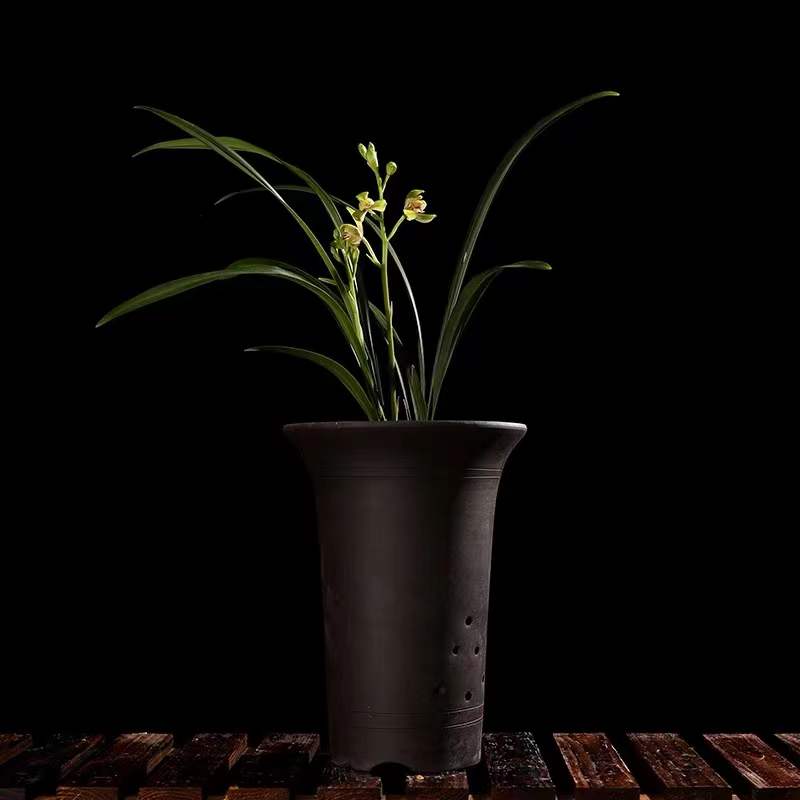 Noble Orchid Live Cymbidium Ensifolium 'Xia Huang Mei' 夏皇梅 Bare Root and Shipped With Flowers 建兰