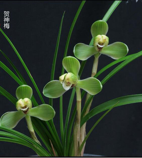 Cymbidium Orchid Goeringii HeShenMei 贺神梅 Bare Root 春兰老八种之一 CYMUS Nursery