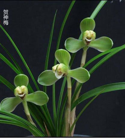 Cymbidium Orchid Goeringii HeShenMei 贺神梅 Bare Root 春兰老八种之一 CYMUS Nursery