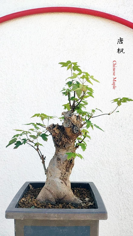 Trident Maple Bonsai - Fiery Red Fall Colors, Old Style Nebari with pot CYMUS Nurery