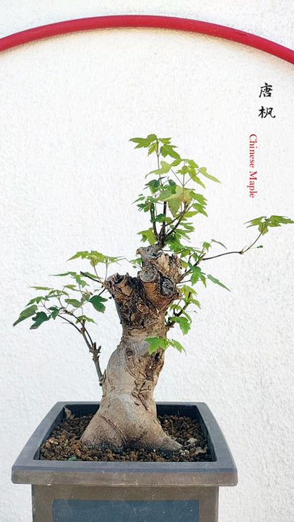 Trident Maple Bonsai - Fiery Red Fall Colors, Old Style Nebari with pot CYMUS Nurery