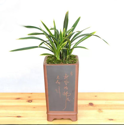 Live Orchid 彩云荷 Goeringii Plants-Easy Care Orchids Air Purifying Live Houseplant Cymbidium  CaiYunHe 国兰 春兰