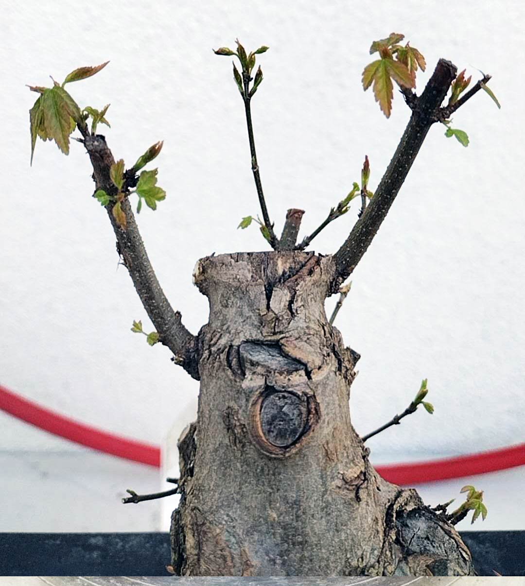 Authentic Chinese Trident Maple - Massive Nebari, Old Style Trunk with pot