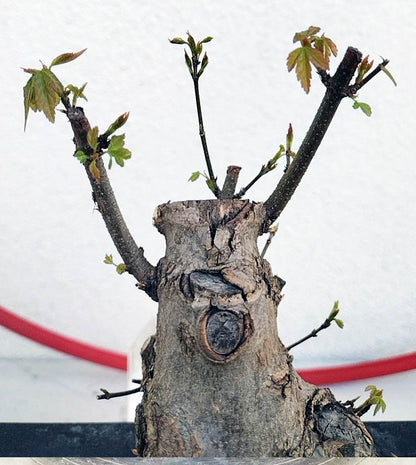 Authentic Chinese Trident Maple - Massive Nebari, Old Style Trunk with pot