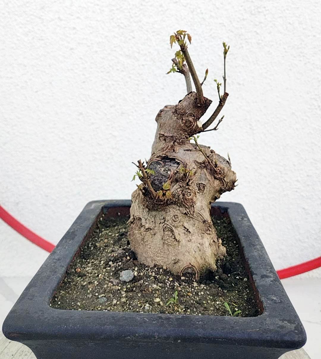 Authentic Chinese Trident Maple - Massive Nebari, Old Style Trunk with pot