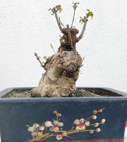 Authentic Chinese Trident Maple - Massive Nebari, Old Style Trunk with pot