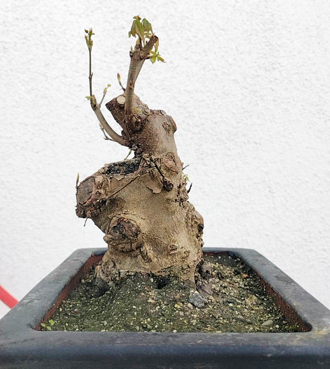 Authentic Chinese Trident Maple - Massive Nebari, Old Style Trunk with pot