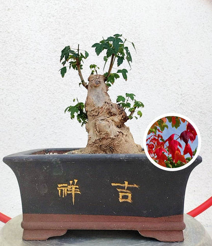 Authentic Chinese Trident Maple - Massive Nebari, Old Style Trunk with pot