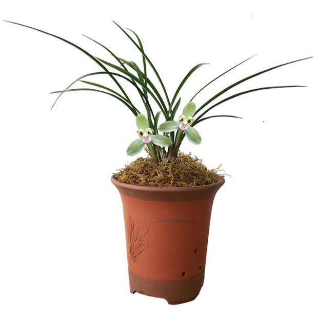 Cymbidium Orchid Goeringii XiaoDaMei 小打梅 Bare Foot without buds 国兰