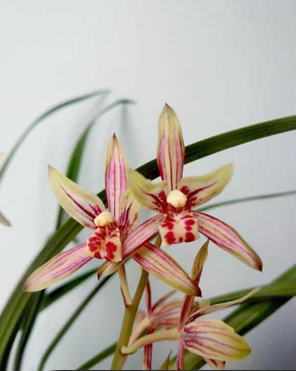 Cymbidium Ensifolium LvNiaoZui 绿鸟嘴 Orchids Perfect for Windowsills or Indoors