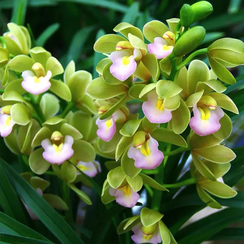 Live Cymbidium Ensifolium 绿宝石 Orchids Perfect for Windowsills or Indoors-Shipped With buds-Emerald 建兰